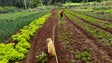Imagem de Madeira tem 236 hectares de produção biológica (vídeo)