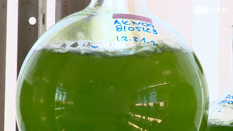 Imagem de Cientistas criam laboratório para estudar energia limpa a partir das microalgas