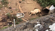 Imagem de Denunciados vários casos de maus tratos a animais (Vídeo)