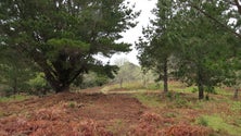 Imagem de IFCN beneficia pastos do perímetro florestal do Poiso
