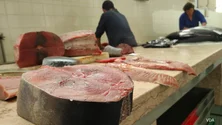Imagem de Quota global de pesca de atum patudo mantém-se inalterada em 2023