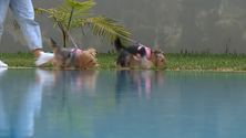 Imagem de Famílias têm mais animais do que crianças (vídeo)