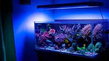 Imagem de Madeirense instala em casa aquário de água salgada comandado à distância