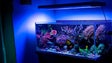 Madeirense instala em casa aquário de água salgada comandado à distância