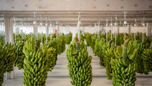 Imagem de Comercialização de banana aumentou 6,5% em termos homólogos