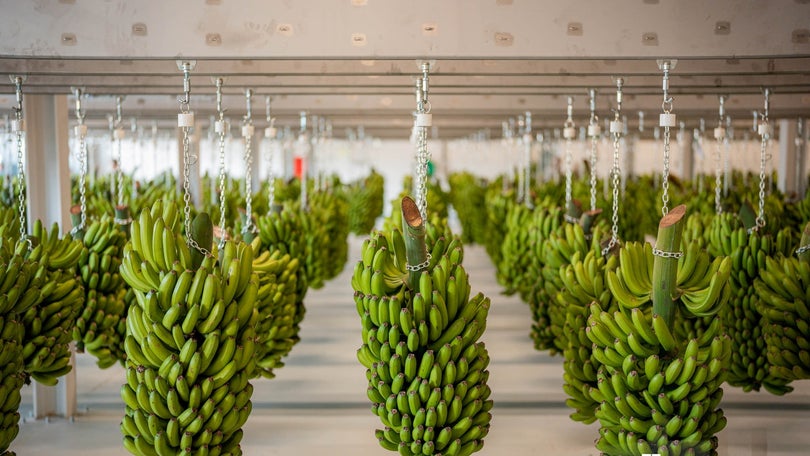 Comercialização de banana aumentou 6,5% em termos homólogos