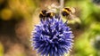 Imagem de Comissão Europeia proíbe pesticida associado à morte de abelhas