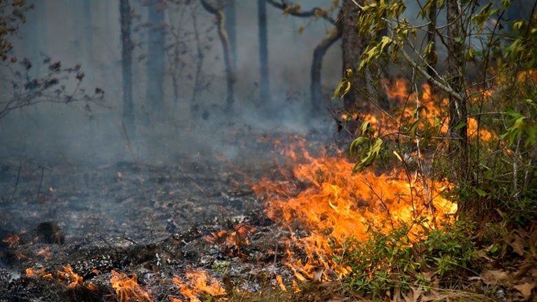 Costa leste da Madeira em risco máximo de incêndio