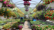 Imagem de Produção de Flores na Madeira está `aquém` dos pedidos do mercado regional
