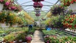 Imagem de Produção de Flores na Madeira está `aquém` dos pedidos do mercado regional