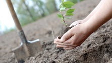 Imagem de CTT e Quercus estendem projeto de reflorestação à Madeira