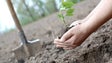 Imagem de CTT e Quercus estendem projeto de reflorestação à Madeira