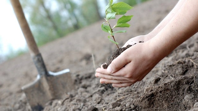 Imagem de CTT e Quercus estendem projeto de reflorestação à Madeira