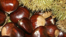 Imagem de Campanário recebeu Festa da Castanha da Serra