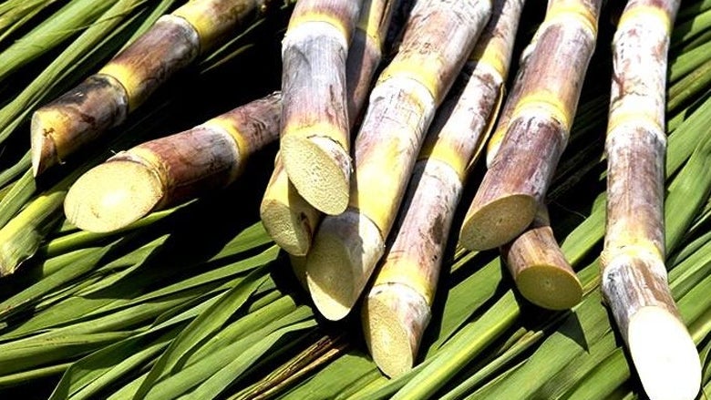 Imagem de Festival ‘Apanha da Cana’ anima Machico este fim de semana