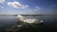 Imagem de Portugal participa em projeto de plástico nos oceanos