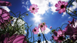 Imagem de Primavera chega esta tarde e traz sol