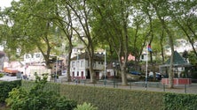 Imagem de Vereadora da Câmara do Funchal diz que não há árvores em risco no Largo da Fonte