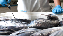 Imagem de Peixe estragado à venda num supermercado na Madeira