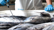 Imagem de Peixe estragado à venda num supermercado na Madeira