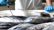 Peixe estragado à venda num supermercado na Madeira