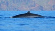 Quase 700 cetáceos avistados entre a Madeira e o Porto Santo