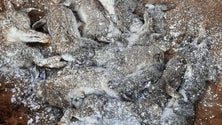 Imagem de Caçadores querem vacinar coelhos (vídeo)
