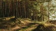 Imagem de Multas para falta de limpeza de terrenos variam entre 140 e 60 mil euros