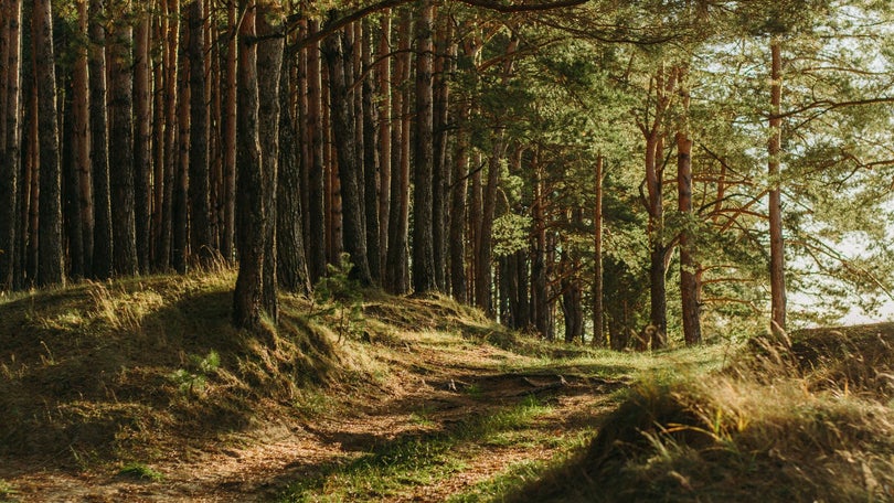 Imagem de Multas para falta de limpeza de terrenos variam entre 140 e 60 mil euros