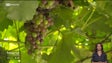 Operadores económicos estão recetivos ao aumento do preço pago pela uva (vídeo)