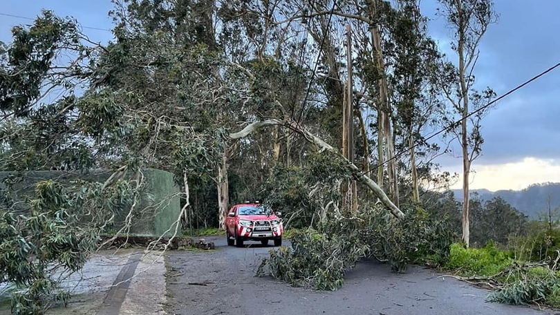 Queda de árvores um pouco por toda a Região aciona Bombeiros