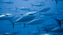 Imagem de Pescadores madeirenses já não podem pescar atum patudo (áudio)