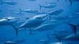 Pescadores madeirenses já não podem pescar atum patudo (áudio)