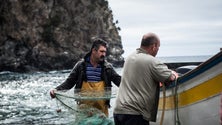 Pesca rende 20 milhões de euros este ano