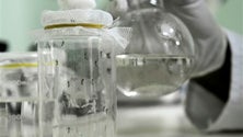Imagem de Atividade do mosquito transmissor da dengue está mais baixa