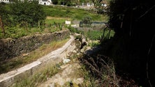 Imagem de Falta de limpeza de terrenos motiva 25 processos na Madeira