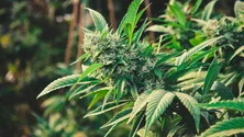 Imagem de Homem de 59 anos detido por cultivo de canábis e jovem de 27 por furto de veículo