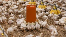 Imagem de Madeira produz frango para satisfazer 50% do mercado regional (Vídeo)