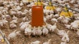 Imagem de Madeira produz frango para satisfazer 50% do mercado regional (Vídeo)