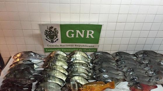 GNR procedeu à apreensão de pescado no norte da Madeira