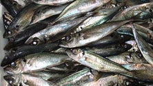 Imagem de Fiscalização à pesca do Chicharro vai ser intensificada (Vídeo)