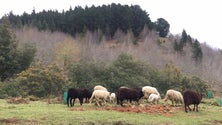 Governo regional cria Instituto das Florestas e Conservação da Natureza