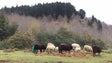 Imagem de Governo regional cria Instituto das Florestas e Conservação da Natureza