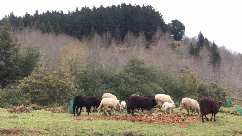 Imagem de Governo regional cria Instituto das Florestas e Conservação da Natureza