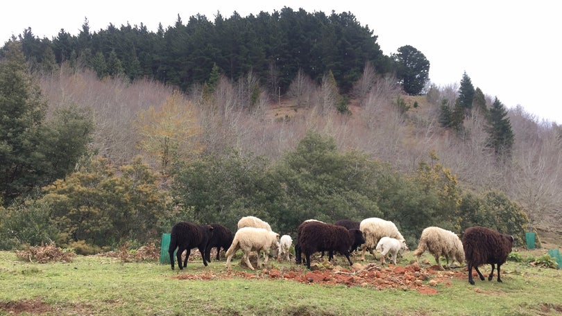 Governo regional cria Instituto das Florestas e Conservação da Natureza