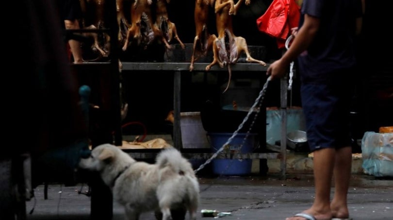 Covid-19: Cidade chinesa proíbe o consumo de carne de cão, gato e animais exóticos