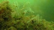Biotoxina das micro-algas está controlada (áudio)