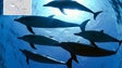 Governo cria área de proteção de cetáceos (Vídeo)