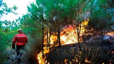 Imagem de Sete corporações da Madeira combatem incêndio na Camacha que continua ativo