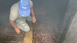 Imagem de Curral das Freiras começa a preparar a Festa da Castanha (vídeo)